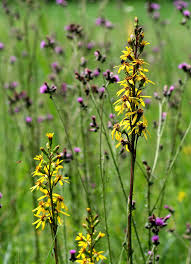 Attēlu rezultāti vaicājumam “Ligularia sibirica”