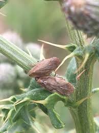 Attēlu rezultāti vaicājumam “Philaenus spumarius nymph”