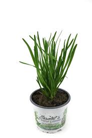 Image result for Schnittknoblauch