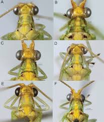 Attēlu rezultāti vaicājumam “Chrysopidae imago”