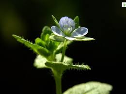 Attēlu rezultāti vaicājumam “Veronica agrestis leaf”