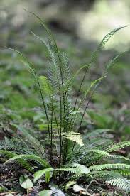 Attēlu rezultāti vaicājumam “Blechnum spicant”