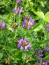 Attēlu rezultāti vaicājumam “Astragalus danicus”