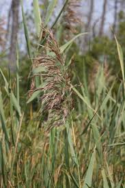 Attēlu rezultāti vaicājumam “Phragmites communis flower”