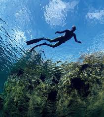 Image result for Notanx Freedive Club