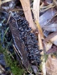 Attēlu rezultāti vaicājumam “Agathomyia wankowiczii”