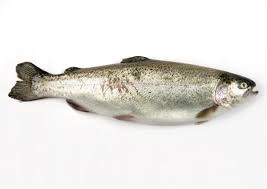 Image result for Oncorhynchus mykiss