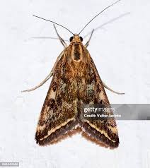 Attēlu rezultāti vaicājumam “Crambidae”