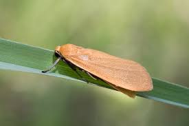 Attēlu rezultāti vaicājumam “Eilema sororcula”