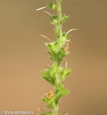 Attēlu rezultāti vaicājumam “Veronica officinalis fruit”