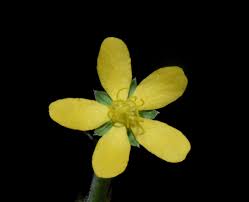 Attēlu rezultāti vaicājumam “Agrimonia pilosa flower”