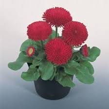 Attēlu rezultāti vaicājumam “Bellis perennis bud”