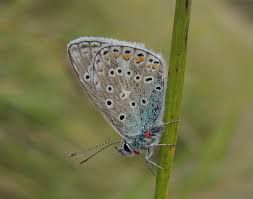 Attēlu rezultāti vaicājumam “Polyommatus icarus male”