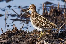 Image result for Gallinago delicata