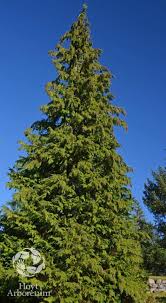 Attēlu rezultāti vaicājumam “Chamaecyparis lawsoniana”