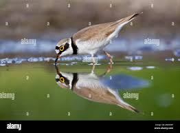 Attēlu rezultāti vaicājumam “Charadrius dubius adult”