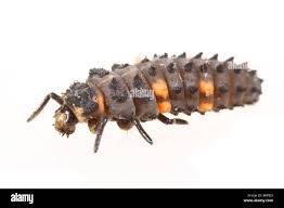 Attēlu rezultāti vaicājumam “Coccinella septempunctata larva”