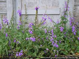 Attēlu rezultāti vaicājumam “Campanula rapunculoides”