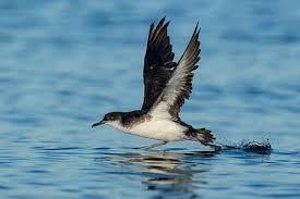 Image result for Puffinus puffinus