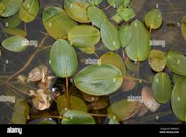Attēlu rezultāti vaicājumam “Potamogeton compressus leaf”