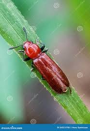 Attēlu rezultāti vaicājumam “Cucujus cinnaberinus larva”