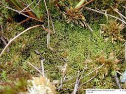 Attēlu rezultāti vaicājumam “Kurzia pauciflora”