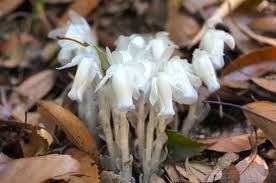 Image result for ギンリョウソウ