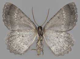 Attēlu rezultāti vaicājumam “Charissa ambiguata”