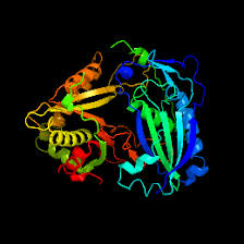 Attēlu rezultāti vaicājumam “Craterium aureonucleatum spores”