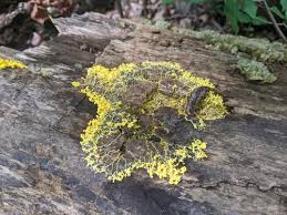 Attēlu rezultāti vaicājumam “Badhamia flavoglauca sessile”