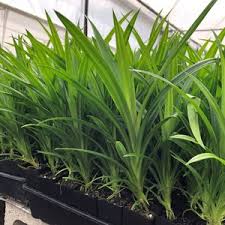 Attēlu rezultāti vaicājumam “Primula farinosa leaf”