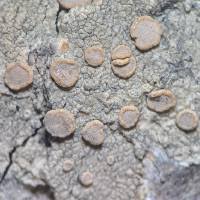 Attēlu rezultāti vaicājumam “Lecanora albella”