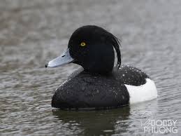 Image result for Aythya fuligula