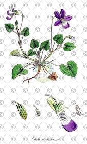 Attēlu rezultāti vaicājumam “Viola riviniana fruit”