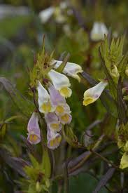 Attēlu rezultāti vaicājumam “Melampyrum pratense bud”