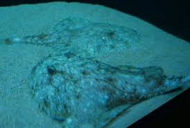 Image result for Megatrygon microps