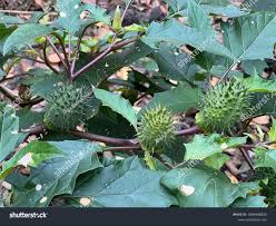 Attēlu rezultāti vaicājumam “Datura stramonium fruit”