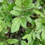 Attēlu rezultāti vaicājumam “Lycopersicon esculentum leaf”