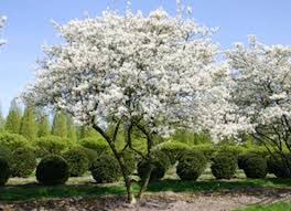 Attēlu rezultāti vaicājumam “Amelanchier canadensis”