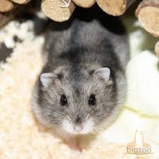 Image result for хомек