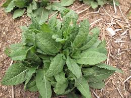 Attēlu rezultāti vaicājumam “Salvia nemorosa leaf”