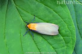 Attēlu rezultāti vaicājumam “Lithosia quadra male”