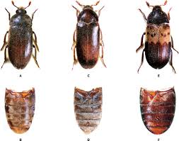 Attēlu rezultāti vaicājumam “Dermestidae”