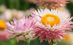 Image result for Strohblume