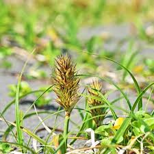 Attēlu rezultāti vaicājumam “Carex hirta male flower”