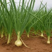 Attēlu rezultāti vaicājumam “Allium cepa”