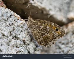 Attēlu rezultāti vaicājumam “Hipparchia alcyone”