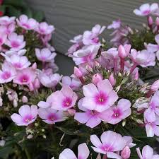 Image result for Phlox paniculata `Bright Eyes`