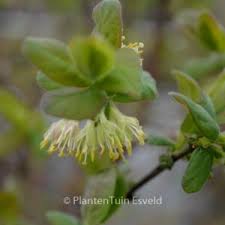 Attēlu rezultāti vaicājumam “Lonicera xylosteum bud”