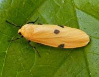 Attēlu rezultāti vaicājumam “Lithosia quadra”